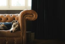 A dog laying on top of a couch next to a window