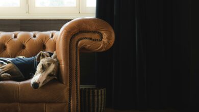 A dog laying on top of a couch next to a window