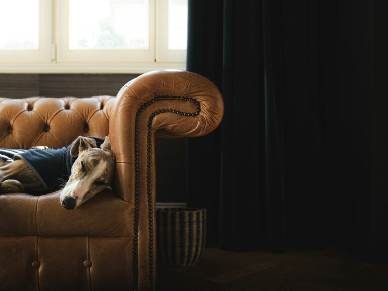 A dog laying on top of a couch next to a window