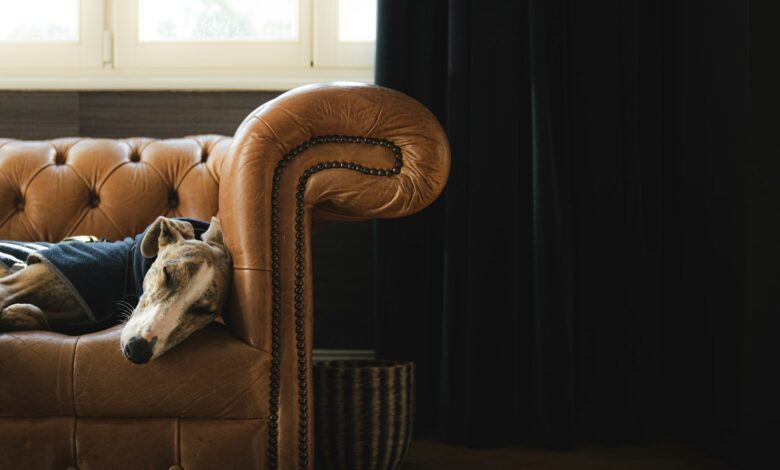 A dog laying on top of a couch next to a window