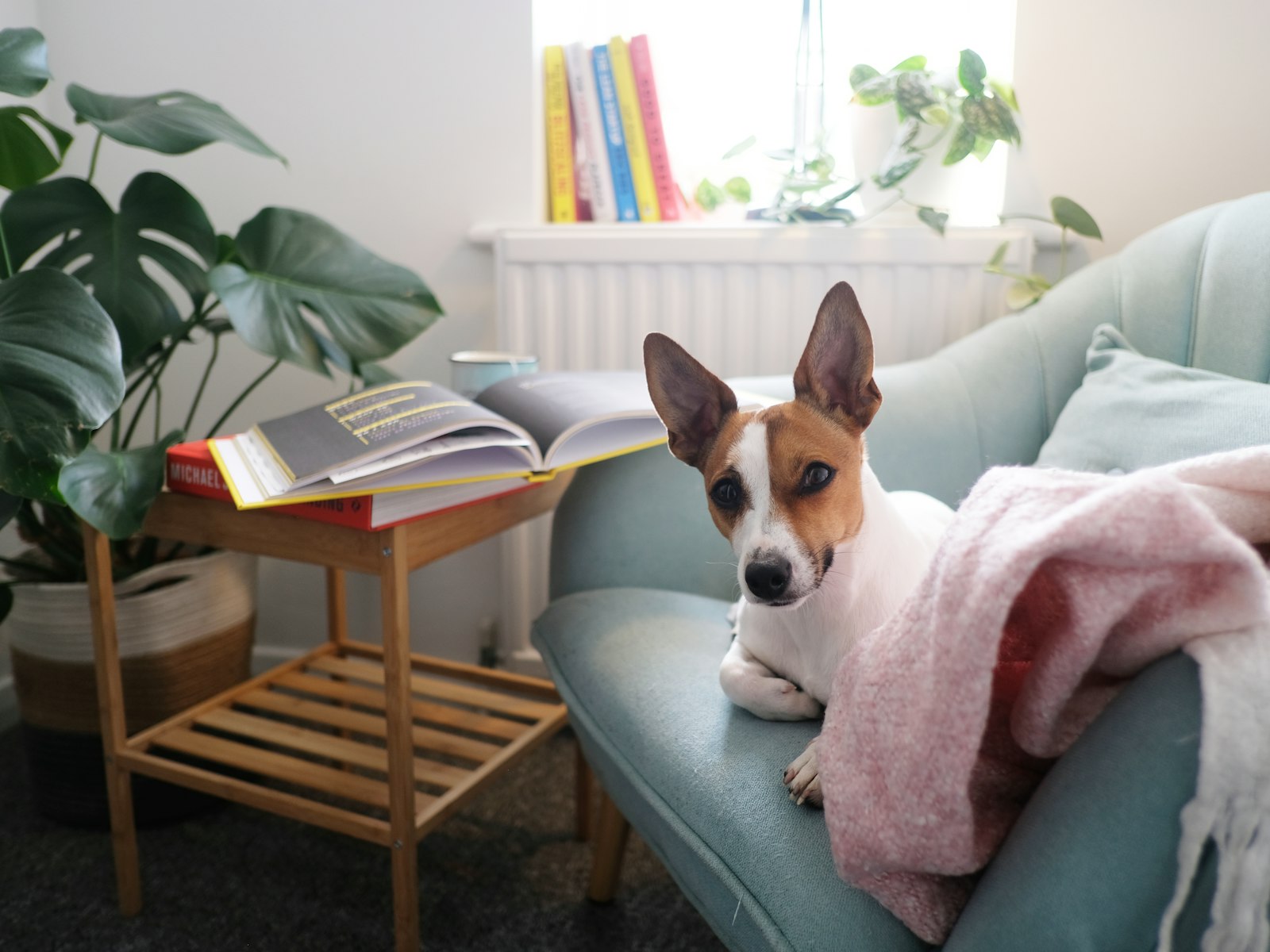 Brown and white short coated dog on gray couch
