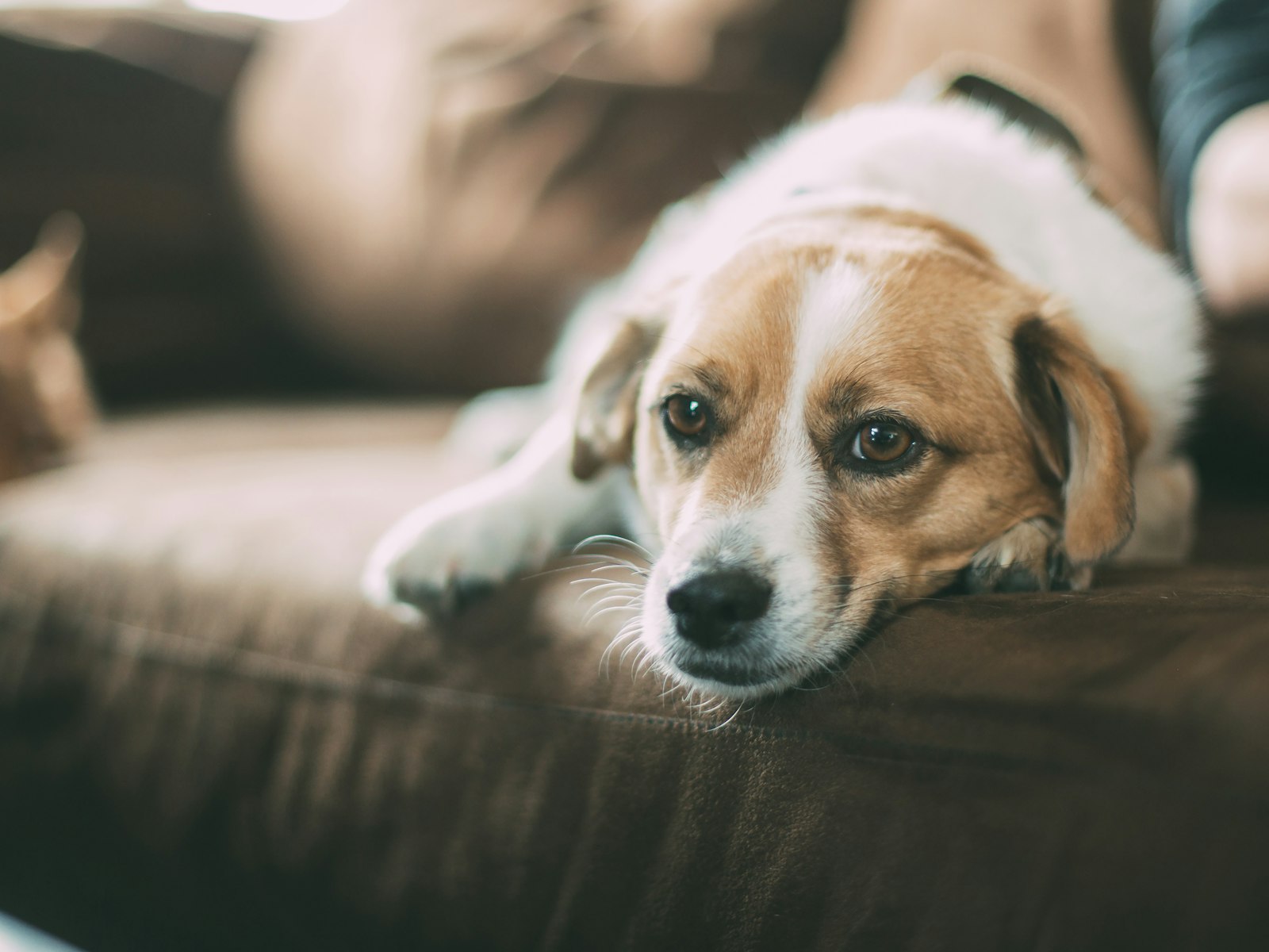 Brown dog lying on sofa