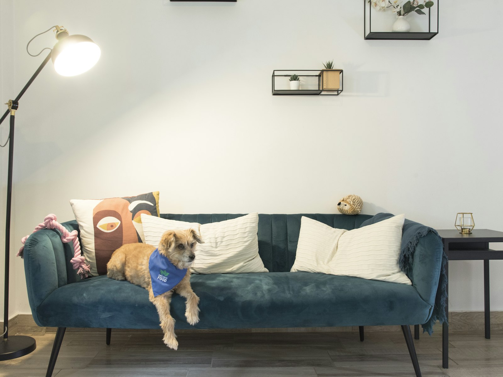 A dog on a couch