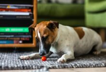 Gray dog on floor