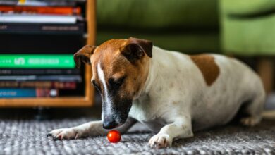 Gray dog on floor