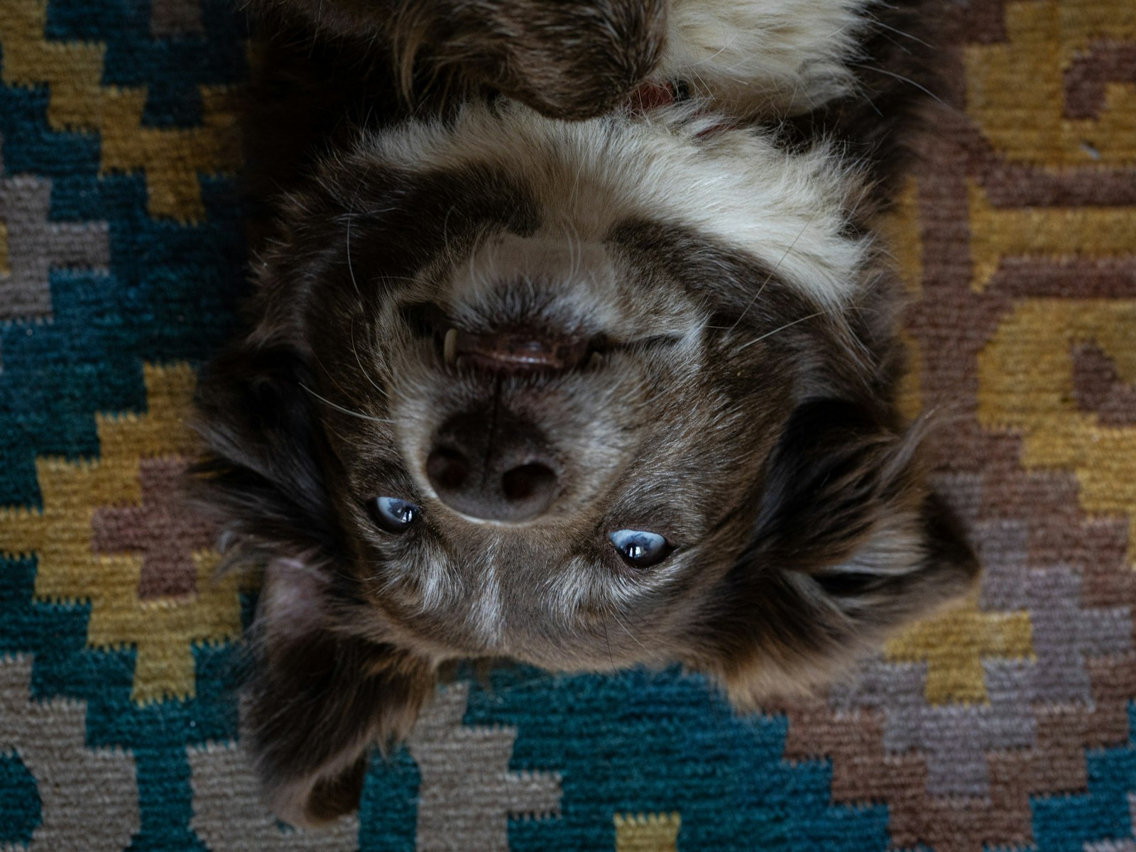 A dog with blue eyes lies on a colorful rug