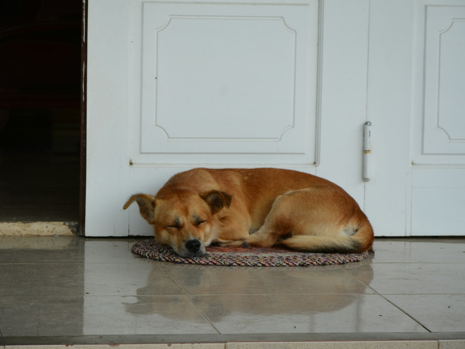 Brown short coated dog lying on floor