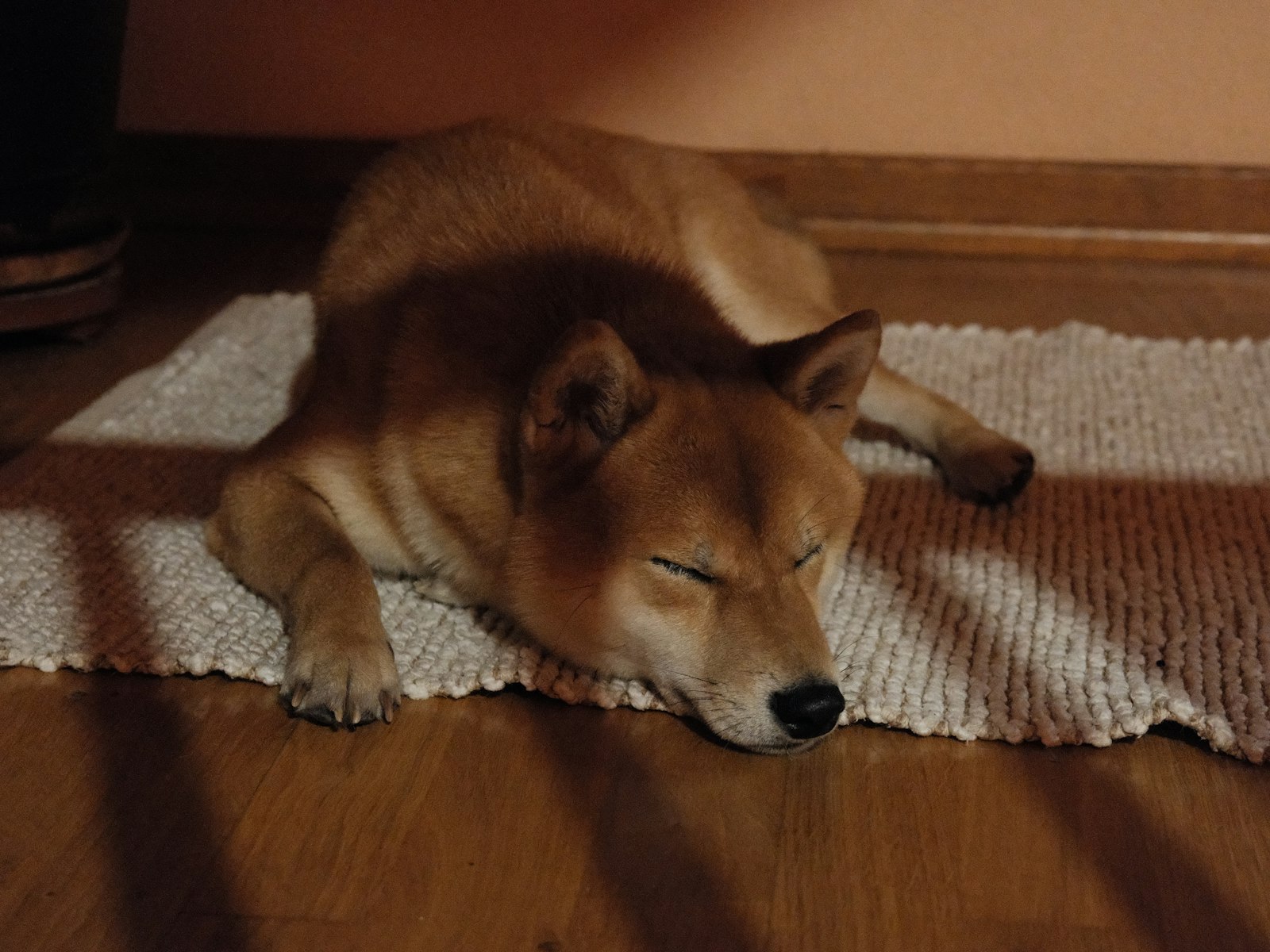 A shiba inu dog sleeping on a rug