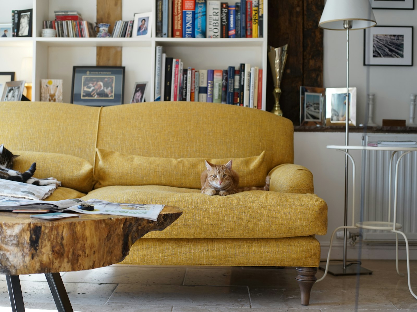 A cat sitting on a couch