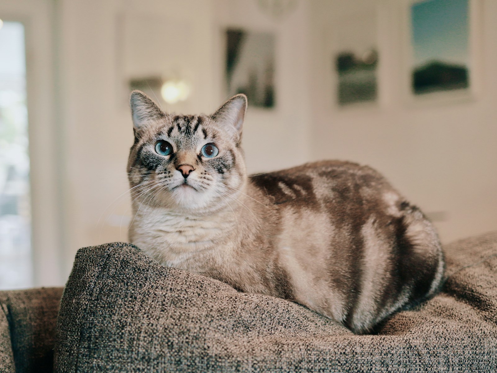 Brown and white cat on gray textile