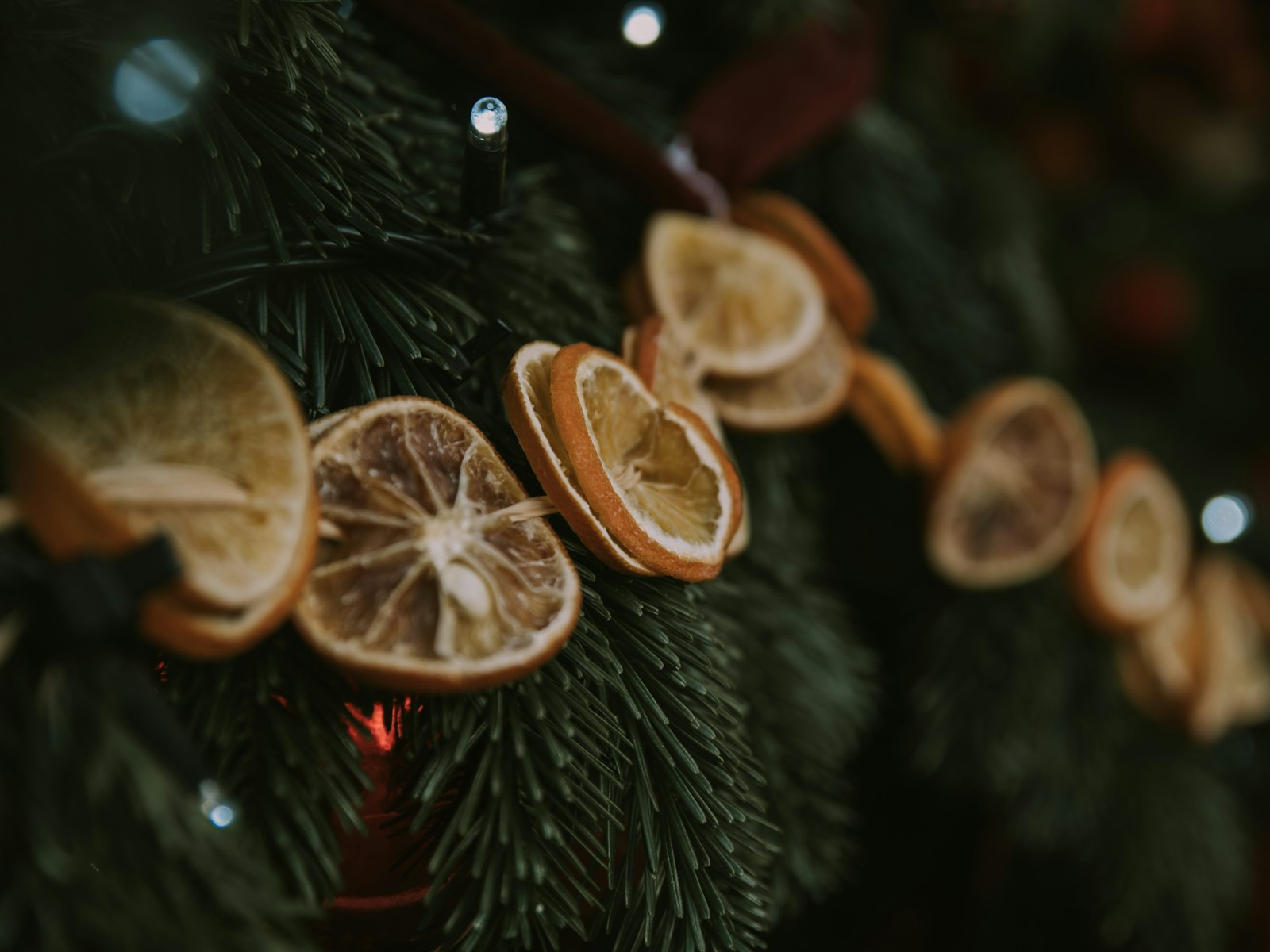 Dried orange slice garland draped across the branches of a natural Christmas tree