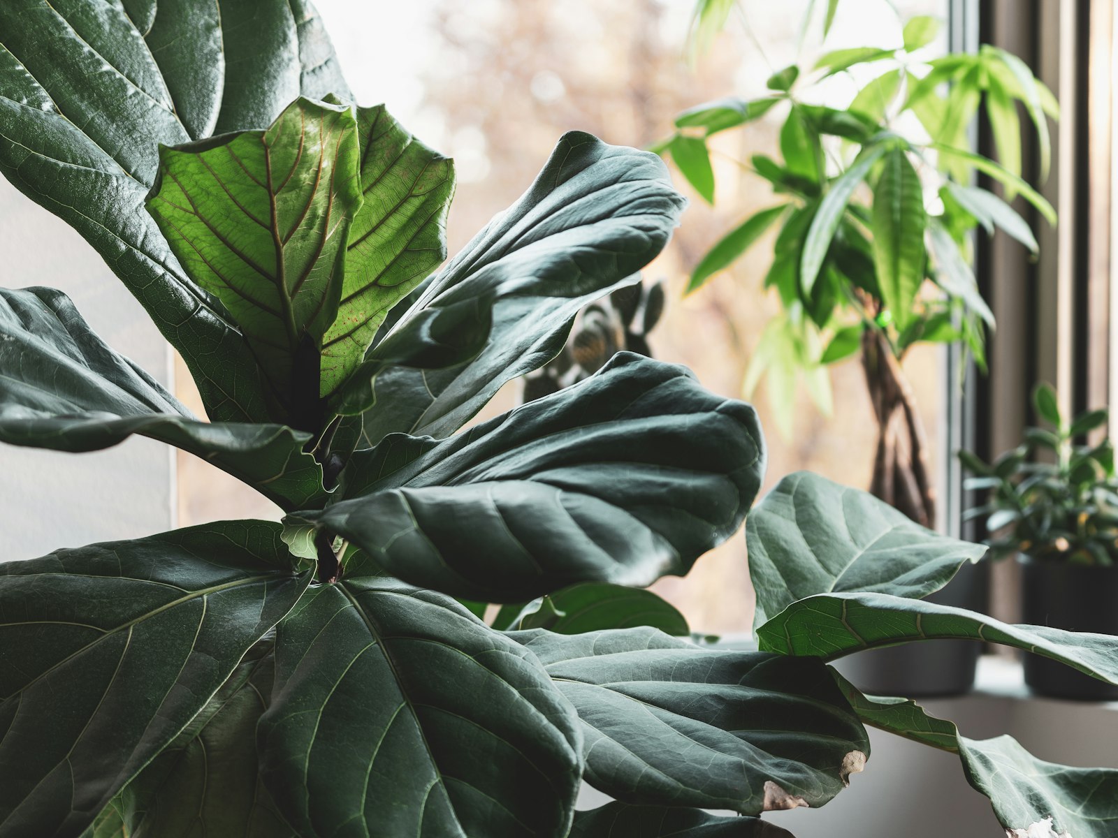Fiddle leaf fig and houseplants by a sunny window