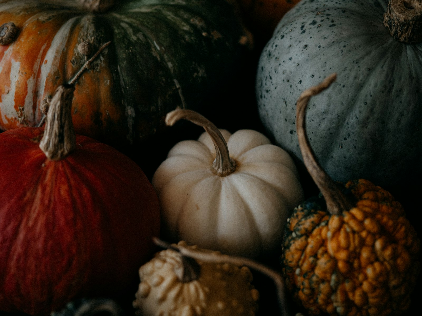 White, sage and rust pumpkins grouped for a muted Thanksgiving color palette